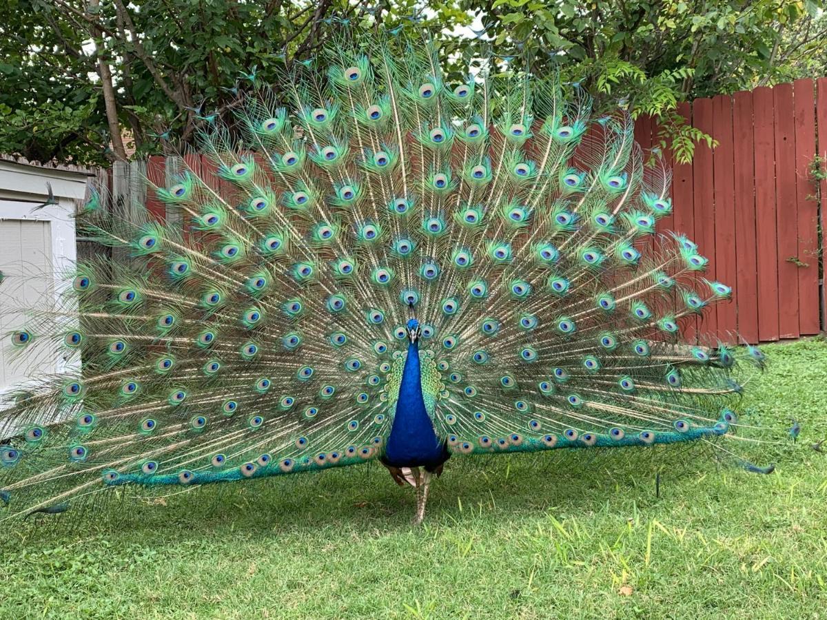 サンアントニオ The Peacock Houseヴィラ エクステリア 写真